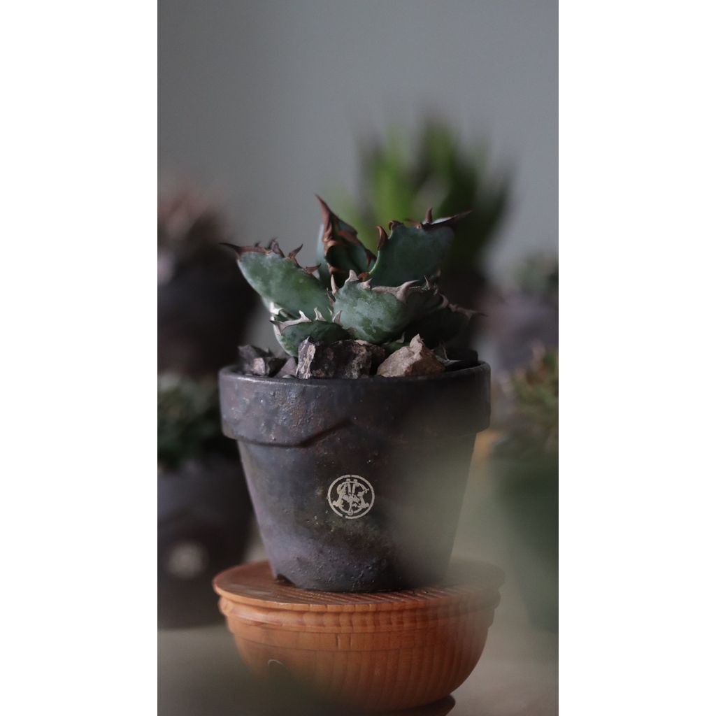 MASSES TAKERO POT
